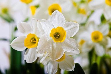 《碧蓝幻想Versus》新DLC角色维拉公开 12月参战